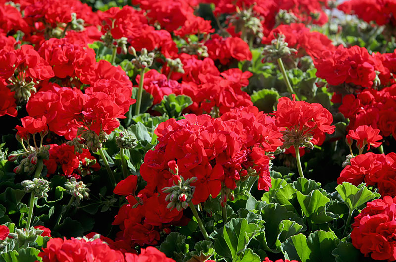 Red flowers