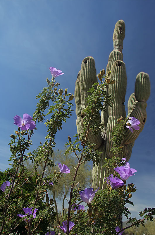 A saguaro standing tall with some purple flowers in the foreground