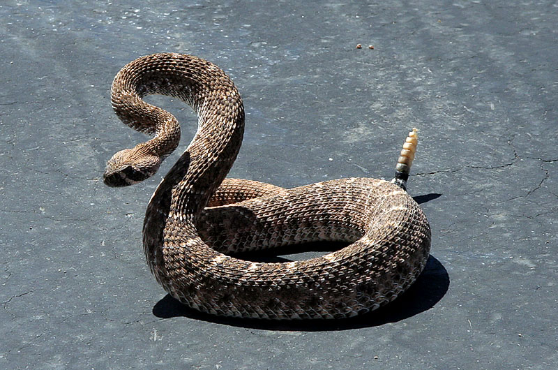 A rattle snake ready to strike as we go to get in the car