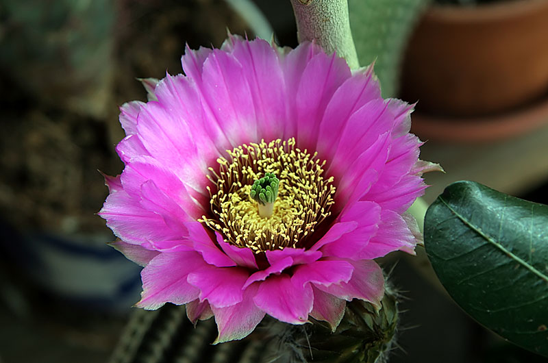 Another year and another bloom from the same cactus on our balcony that delivered as beautiful a bloom as last year