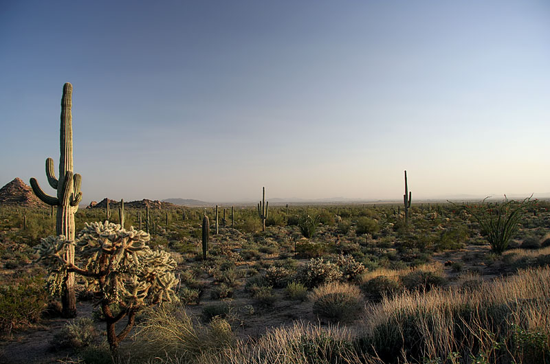 Some of the ever increasingly rare desert that still exists around Phoenix, Arizona