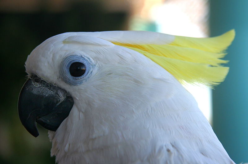 Cockatoo