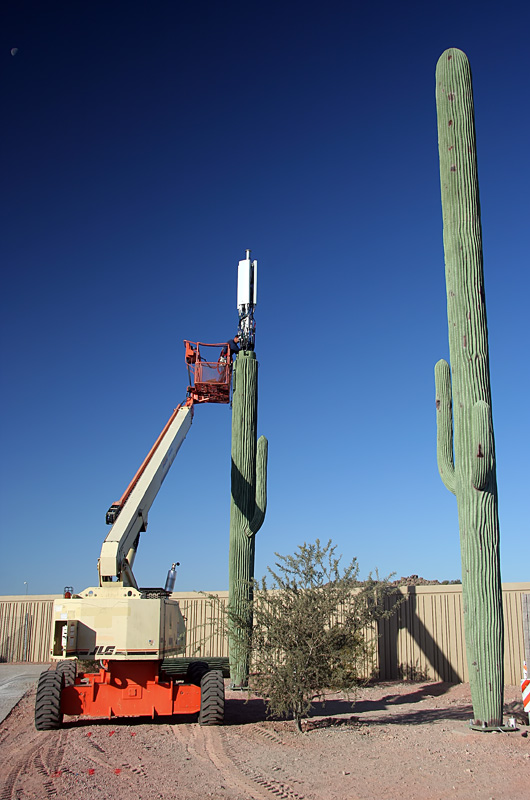 Two stealth forty foot tall cellular towers disguised as Saguaro cactus in Phoenix, Arizona