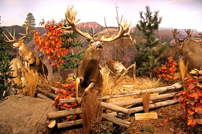 Taxidermy display of forest animals at Cabela's Sports Store in Glendale, Arizona