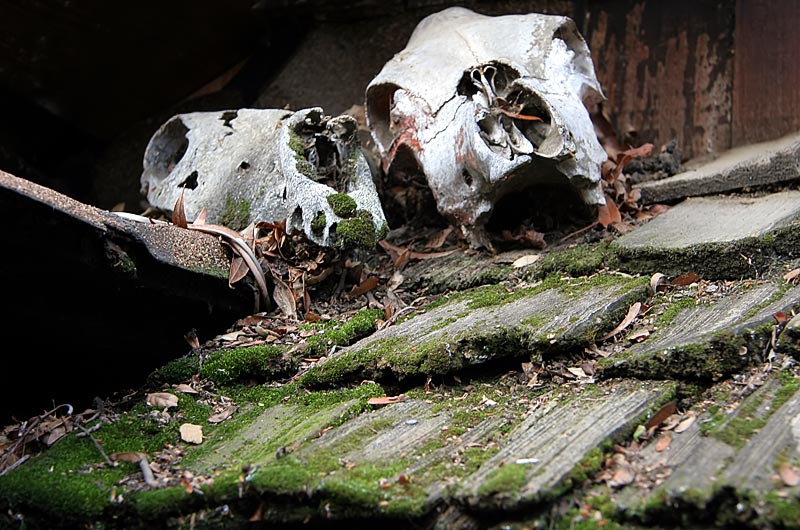 Two old animal skulls gathering moss on an old shingled rooftop