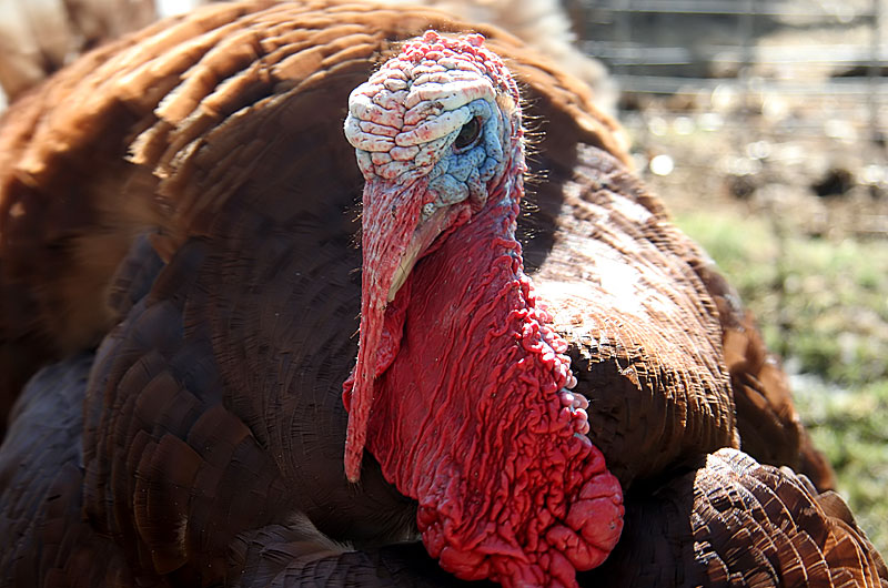 A turkey from the Little Farm in Gilbert, Arizona