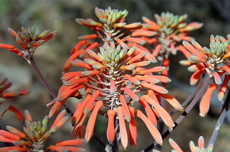 Flowers about to bloom as we approach spring time in Phoenix, Arizona