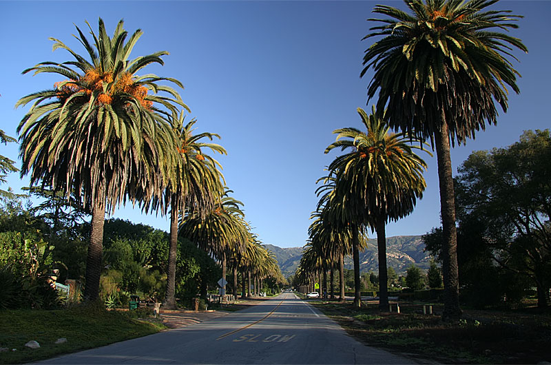 Palm Lined Streets in Santa Barbara – John Wise