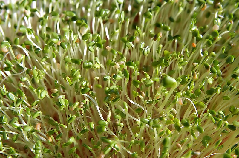 Our first batch of sprouts are nearly ready for use, they will end up in miso soup and our juicer to be added to our morning smoothy