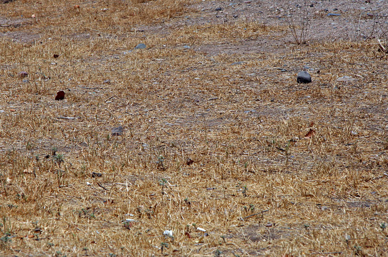 Bulldoze away the desert and then abandon the lot and after a few years you have a barren eye sore with some burned grass and trash on it, just like so many other corners in Phoenix, Arizona