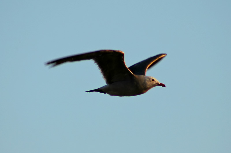 A seagull floating on an air current over the pacific ocean