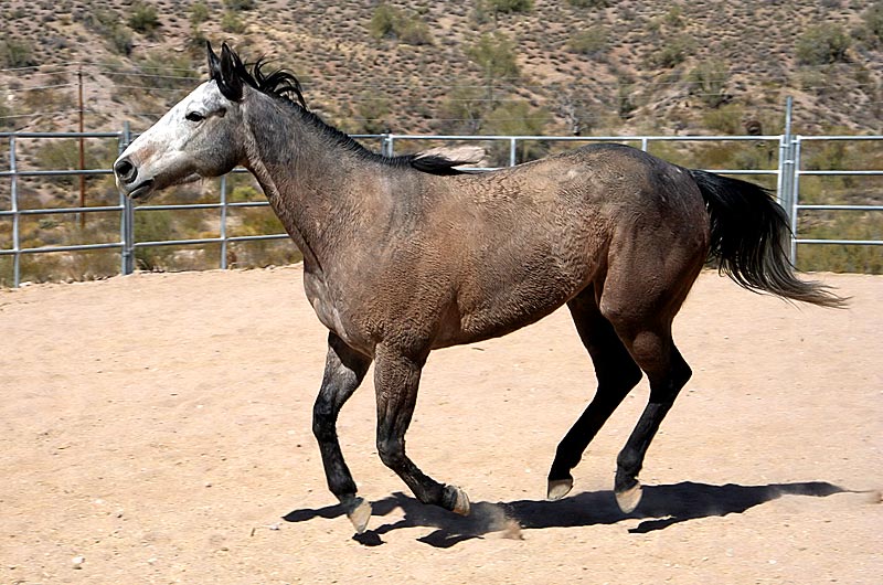 A friends new horse evaiding capture