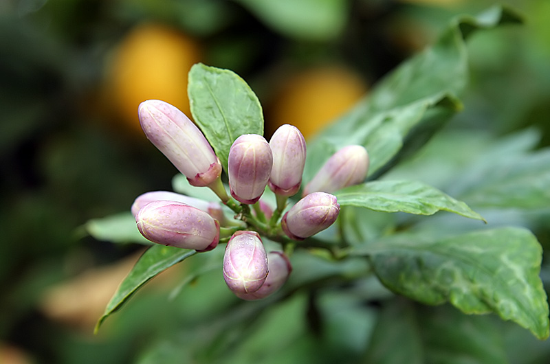 Lemon blossoms about to open, ah the sights and smells of spring time