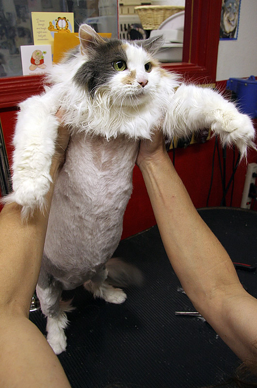 Our cat Murphy after a visit to the salon for a shave and a haircut