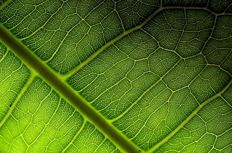 The underside of the leaf from a Money Tree, formal name is Pachira