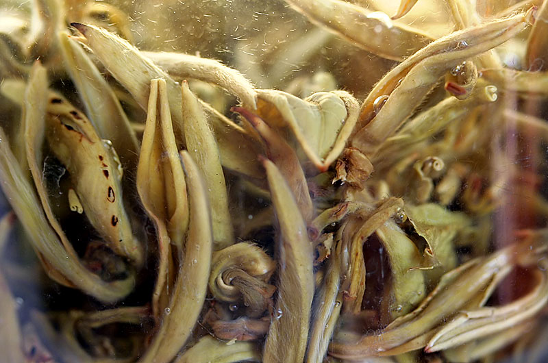 Green Tea leaves steeping in hot water