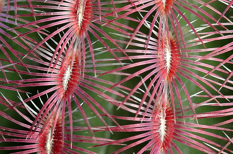 A mesh of dense thorns protects this cactus found on our patio