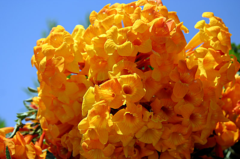 Yellow and orange flowers in Phoenix, Arizona