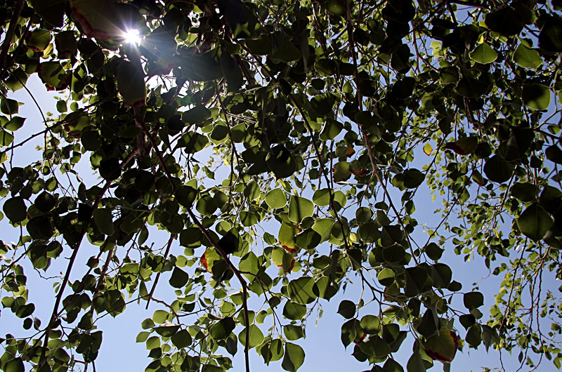 Tree leaves in Phoenix, Arizona