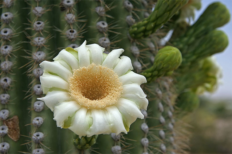 A Saguaro Flower blooming in Phoenix, Arizona