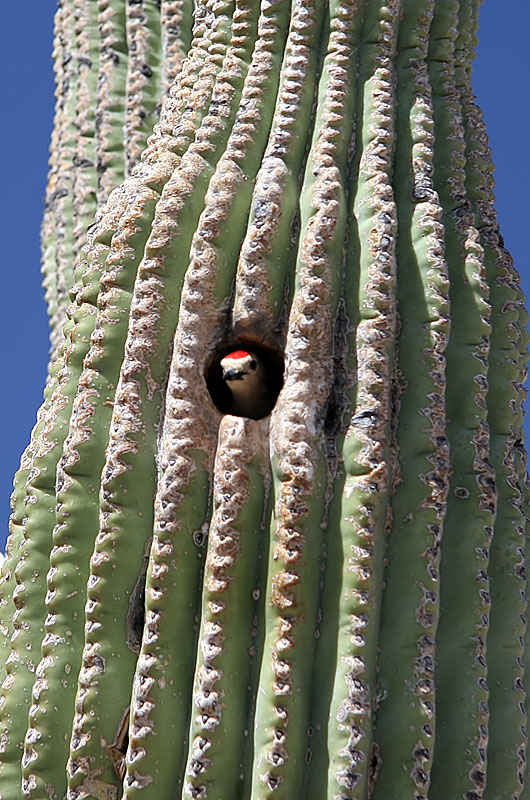 A bird taking up home in a saguaro cactus