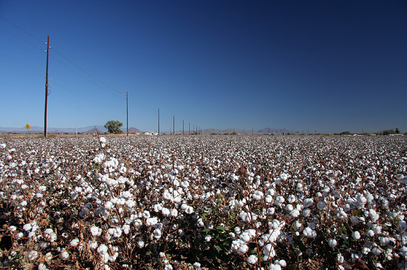 A cotton field ready for harvest in Phoenix, Arizona