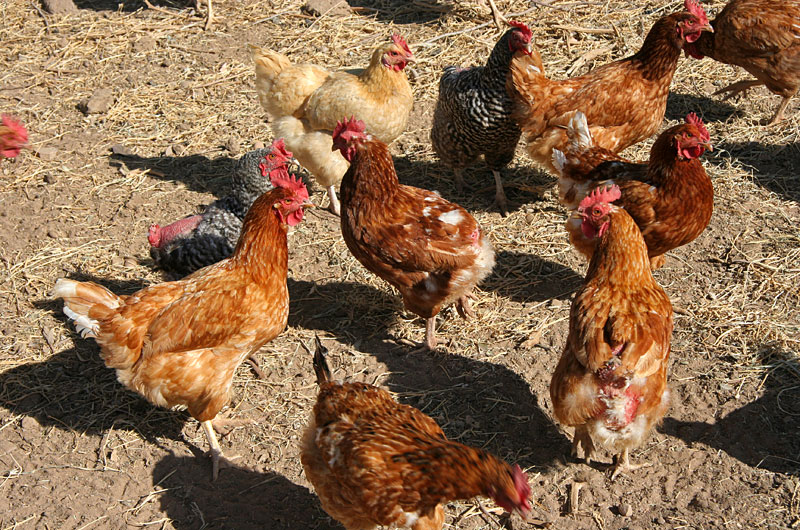 Chickens from The Little Farm in Gilbert in Arizona