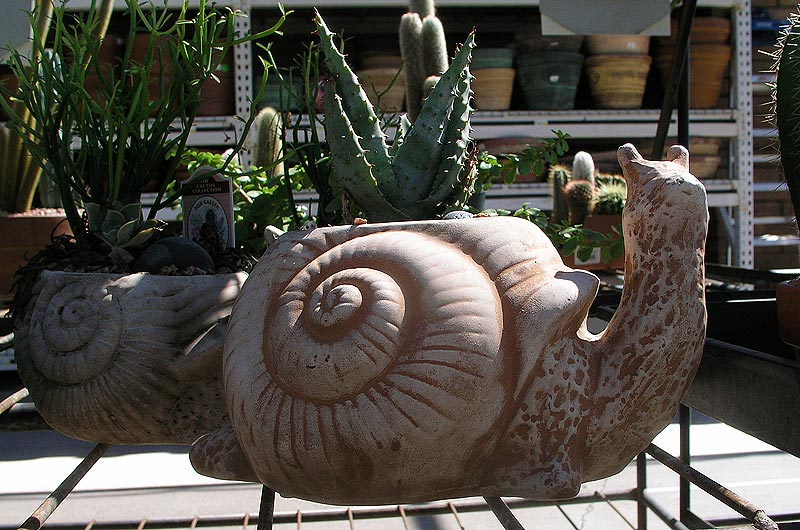 Plants beckon at Star Nursery in Peoria, Arizona