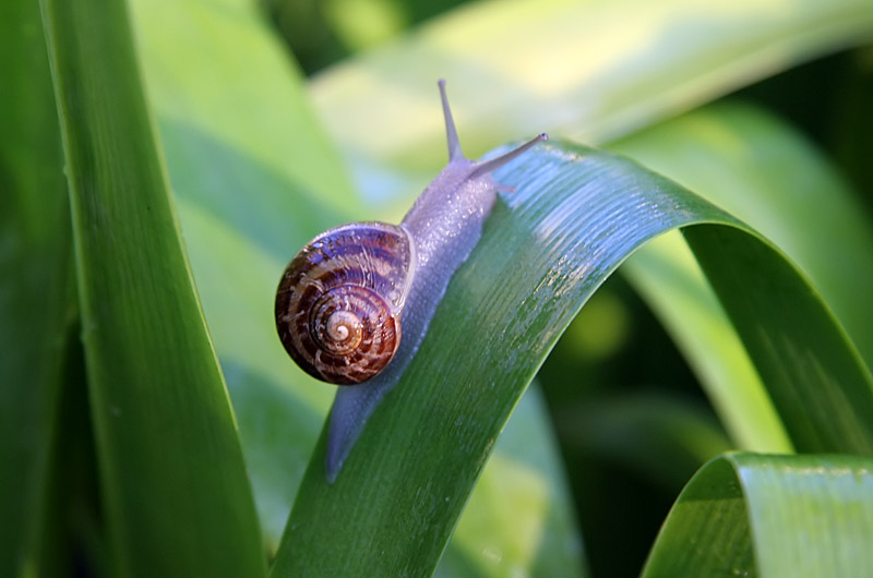 Snail