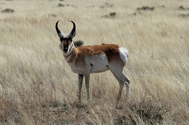 Pronghorn antelope