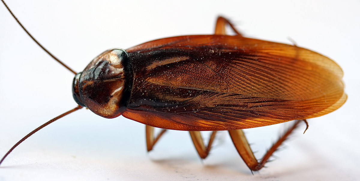 Cockroach