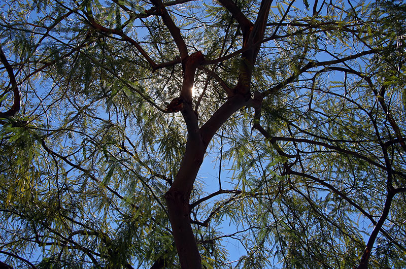 Mesquite tree in Phoenix, Arizona