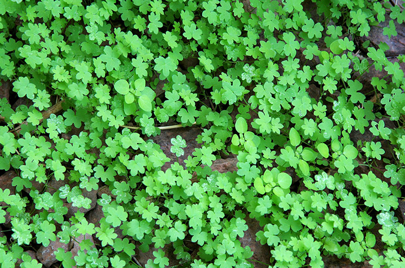 Mountain trail greenery