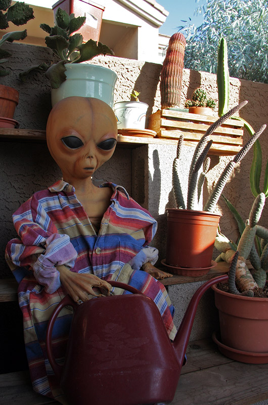 Caroline Wise tending her cactus on our balcony