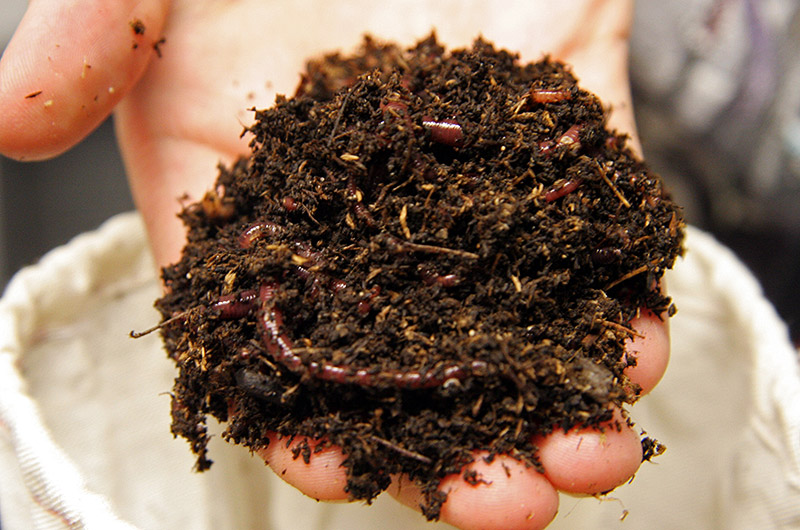 A handful of worms from our new composter