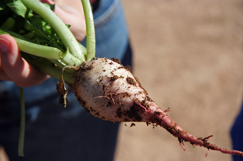 A fresh turnip from Tonopah Rob's farm near Phoenix, Arizona