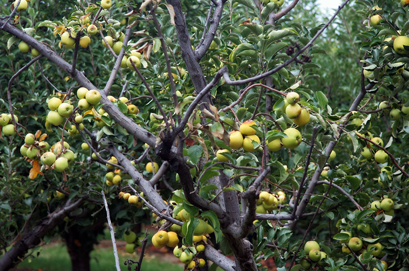 Apples ready to be picked at Apple Annies in Willcox, Arizona