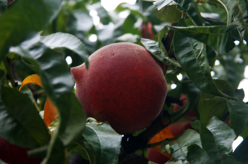 A peach ripe for the picking at Apple Annie's in Willcox, Arizona