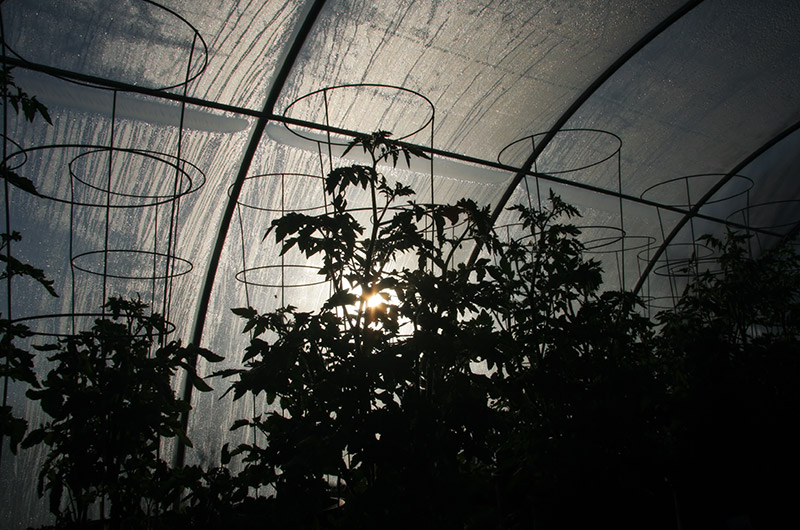 Tomato plants growing in a hoop house at Tonopah Rob's Vegetable Farm in Tonopah, Arizona