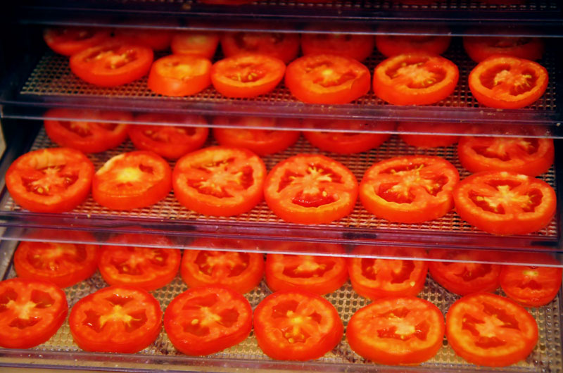 Sliced tomatoes prepared for dehydrating 