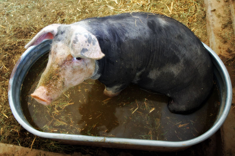 Priscilla the pig from Chile Acres farm in Tonopah, Arizona