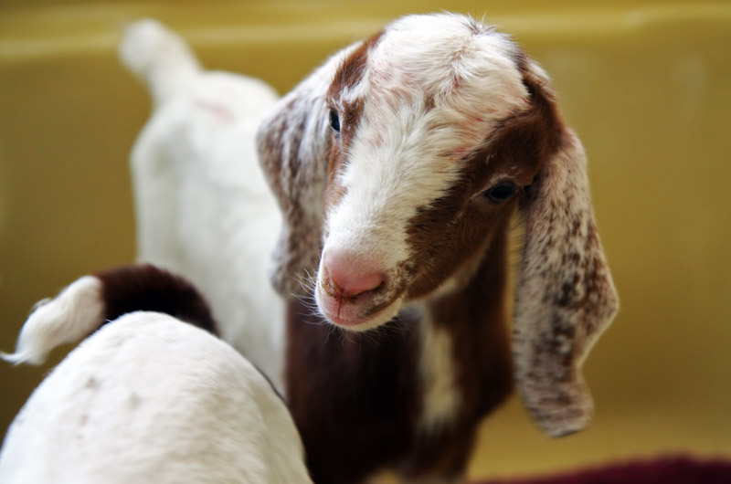 Baby goat in bathtub avoiding the scorching summer heat in Tonopah, Arizona