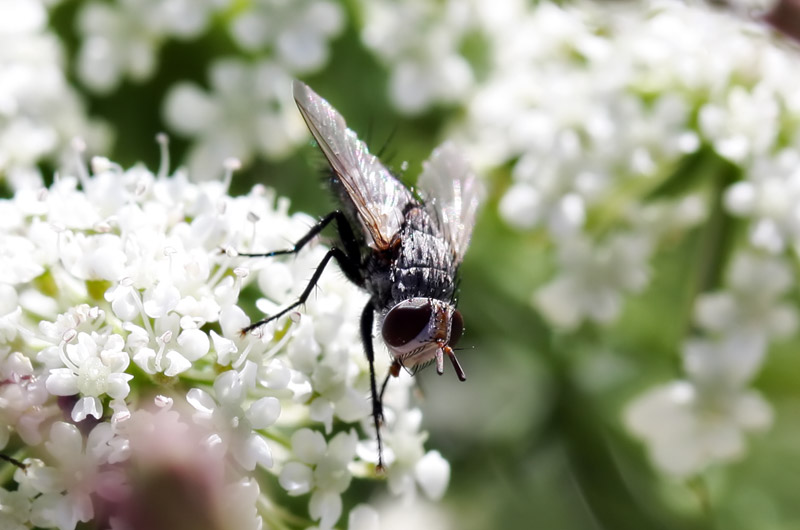 A fly sitting atop bolting carrot flowers