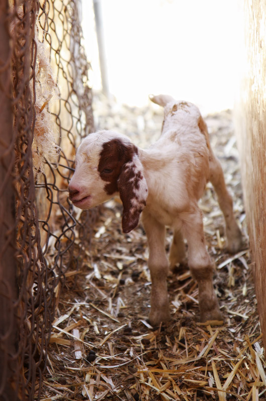 Baby goat also known as a kid walking around the goat pen at Chile Acres in Tonopah, Arizona