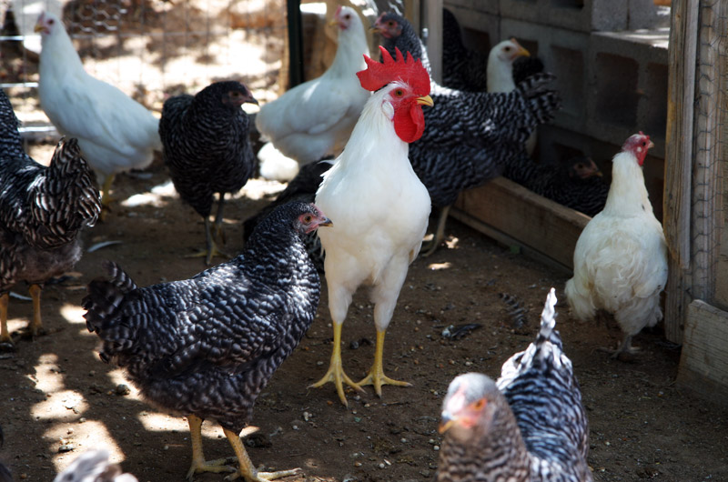 Waddles the rooster at Tonopah Rob's Vegetable Farm in Tonopah, Arizona