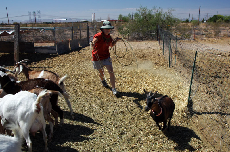 Caroline Wise trying to lasso Mary the goat at Chile Acres in Tonopah, Arizona