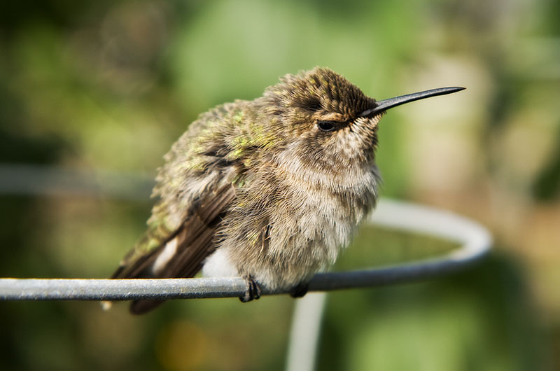 Humming bird perched on a tomato cage at Tonopah Rob's Vegetable Farm in Tonopah, Arizona