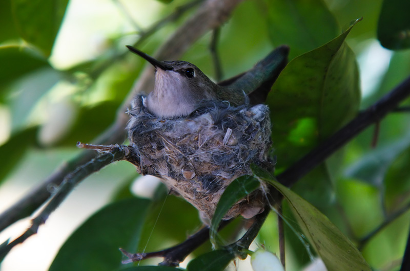 A hummingbird sits atop its nest keeping two tiny babies warm