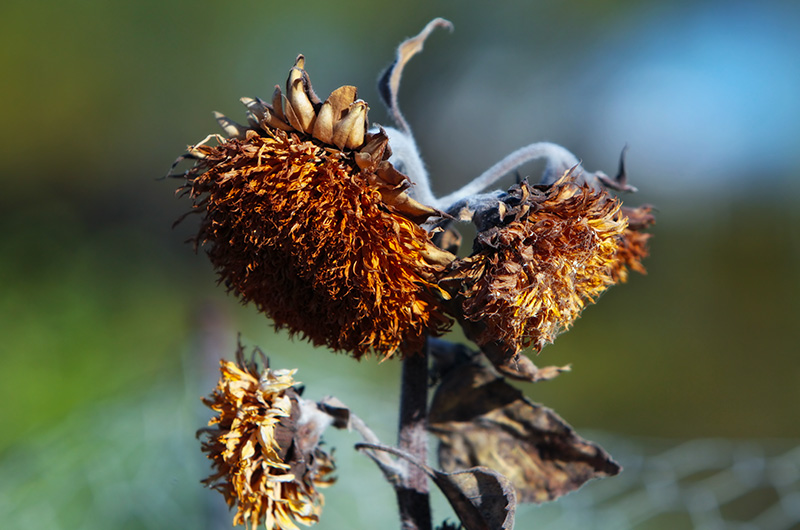 Dead and drying flowers turn golden brown