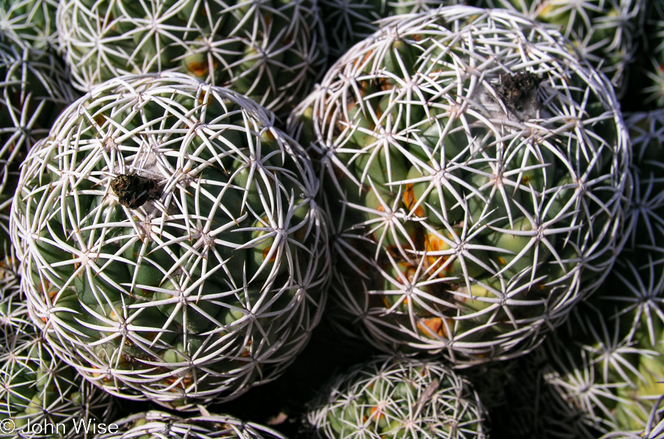 Desert Botanical Garden in Phoenix, Arizona